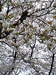 Image095.jpg