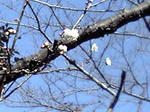 2009.01.14-05.jpg