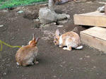 きらの里　うさぎ