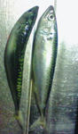 s2.jpg