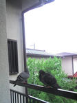 PAP_0040_re.JPG