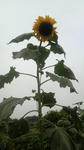 2009070515260000.jpg
