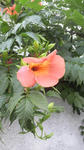 2009070516070000.jpg
