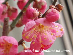 モモじゃない…