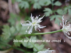 セリバオウレン