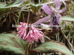 ショウジョウバカマと・・・