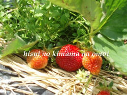 いちご