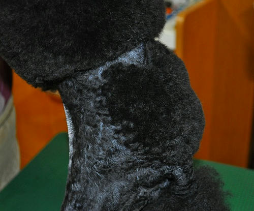 a-DSC_0195.jpg