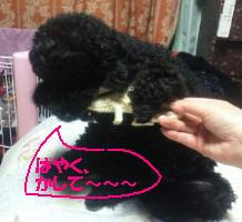 201202151933000.jpg