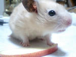ふじりんごおわり