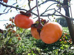 IMG_8048s.JPG