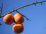 IMG_8799s.JPG