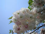 IMG_0762s.JPG