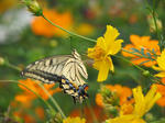 IMG_2880s.JPG