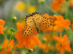 IMG_2878s.JPG