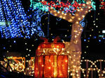 IMG_1262s.jpg