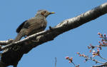 IMG_0662s.jpg