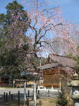 IMG_0669s.jpg