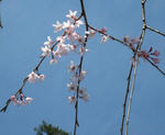 IMG_0670s.jpg