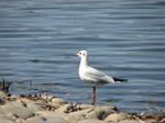 IMG_2928s.jpg
