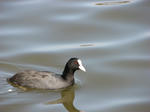 IMG_2931s.jpg