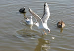 IMG_2958s.jpg