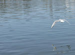 IMG_2960s.jpg