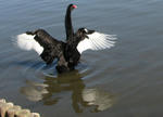 IMG_2962sc.jpg