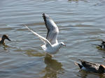 IMG_2963s.jpg