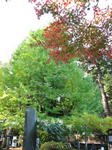 IMG_3718s.jpg