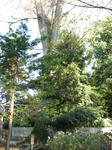 IMG_3729s.jpg