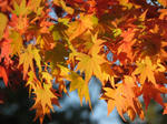 IMG_3735s.jpg