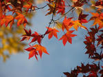 IMG_3748s.jpg