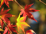 IMG_3756s.jpg