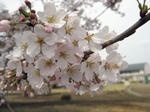 IMG_1690s.jpg