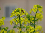 IMG_4053s.jpg