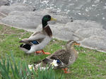 IMG_4062s.jpg