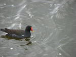 IMG_4064s.jpg