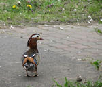 IMG_4077s.jpg