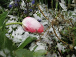 IMG_4705s.jpg