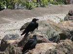 IMG_4086.JPG