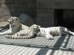 IMG_4152.JPG