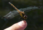 P1110987sc.jpg