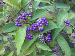 IMG_5263s.jpg