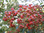 IMG_5265s.jpg