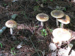 IMG_5270s.jpg