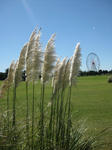 IMG_5313s.jpg