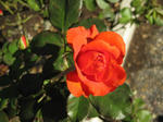 IMG_5370s.jpg