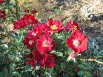 IMG_5373s.jpg