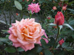 IMG_5387s.jpg